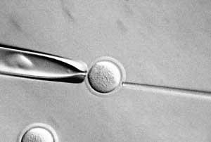 英国批准人兽混合胚胎研究计划(组图)